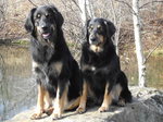 Two Hovawart dogs