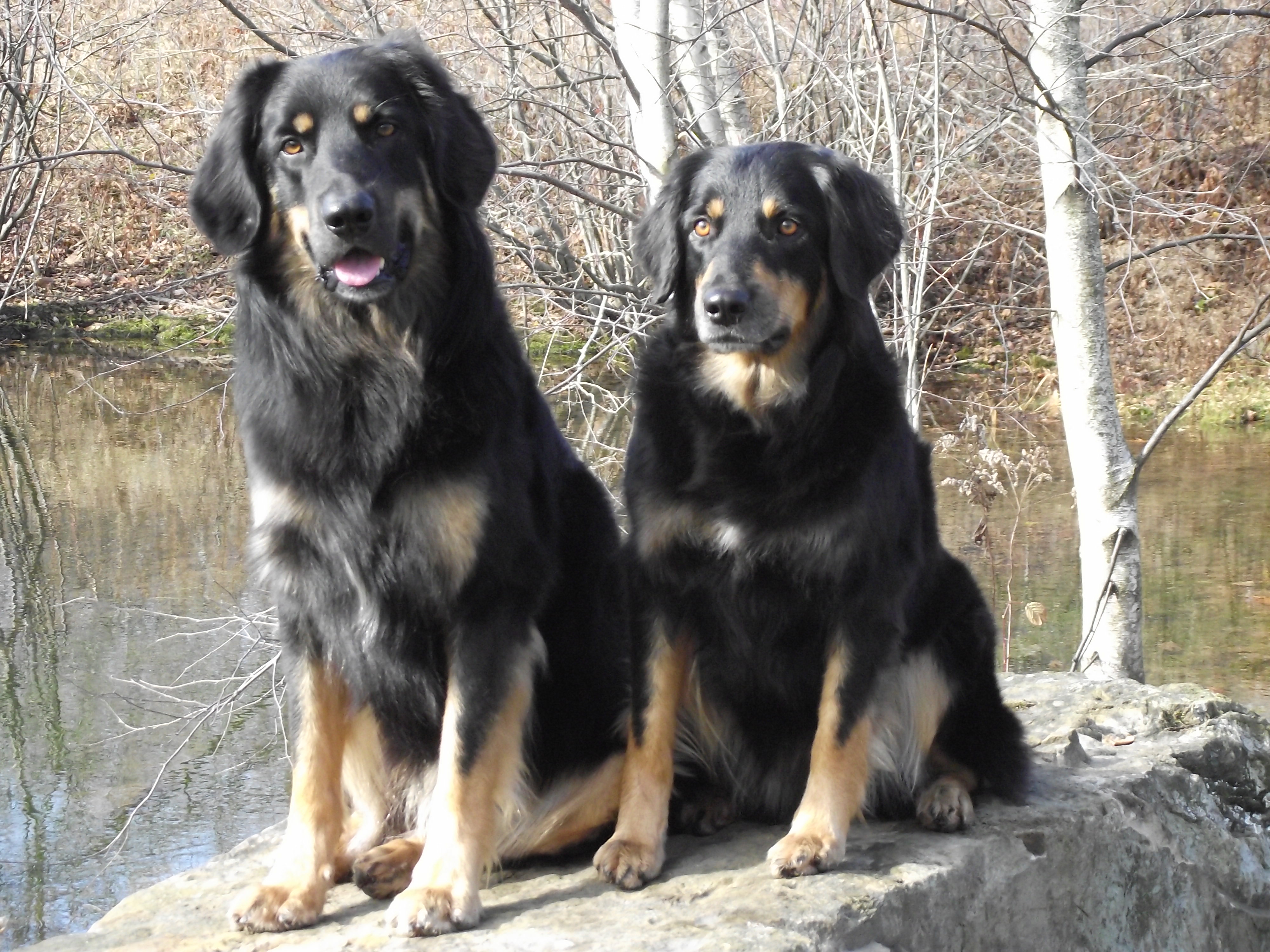 Две собаки ховаварт фото