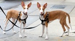 Two Ibizan Hound dogs