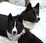 Two Karelian Bear Dogs