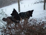 Two King Shepherd dogs 