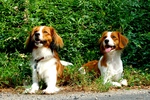 Two Kooikerhondje dogs