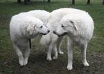 Two Kuvasz dogs