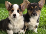 Two Lancashire Heeler dogs