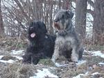 Two lovey Black Russian Terrier dogs