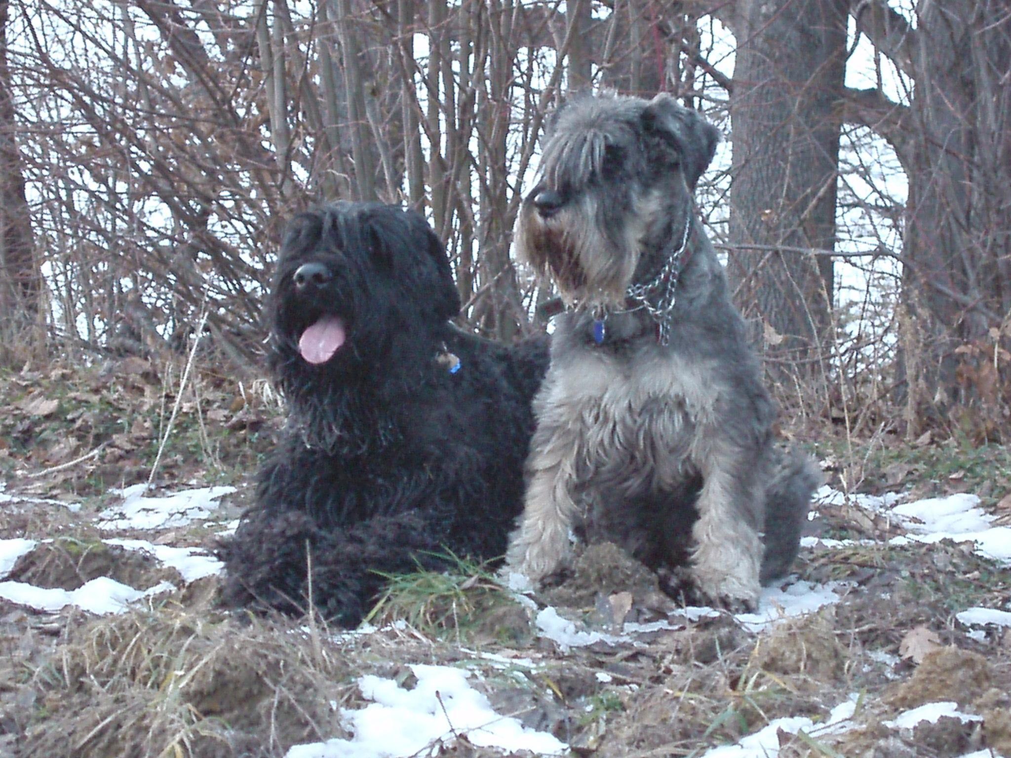 Two lovey Black Russian Terrier dogs wallpaper