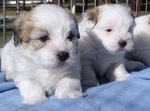 two lovely Coton de Tulear puppies