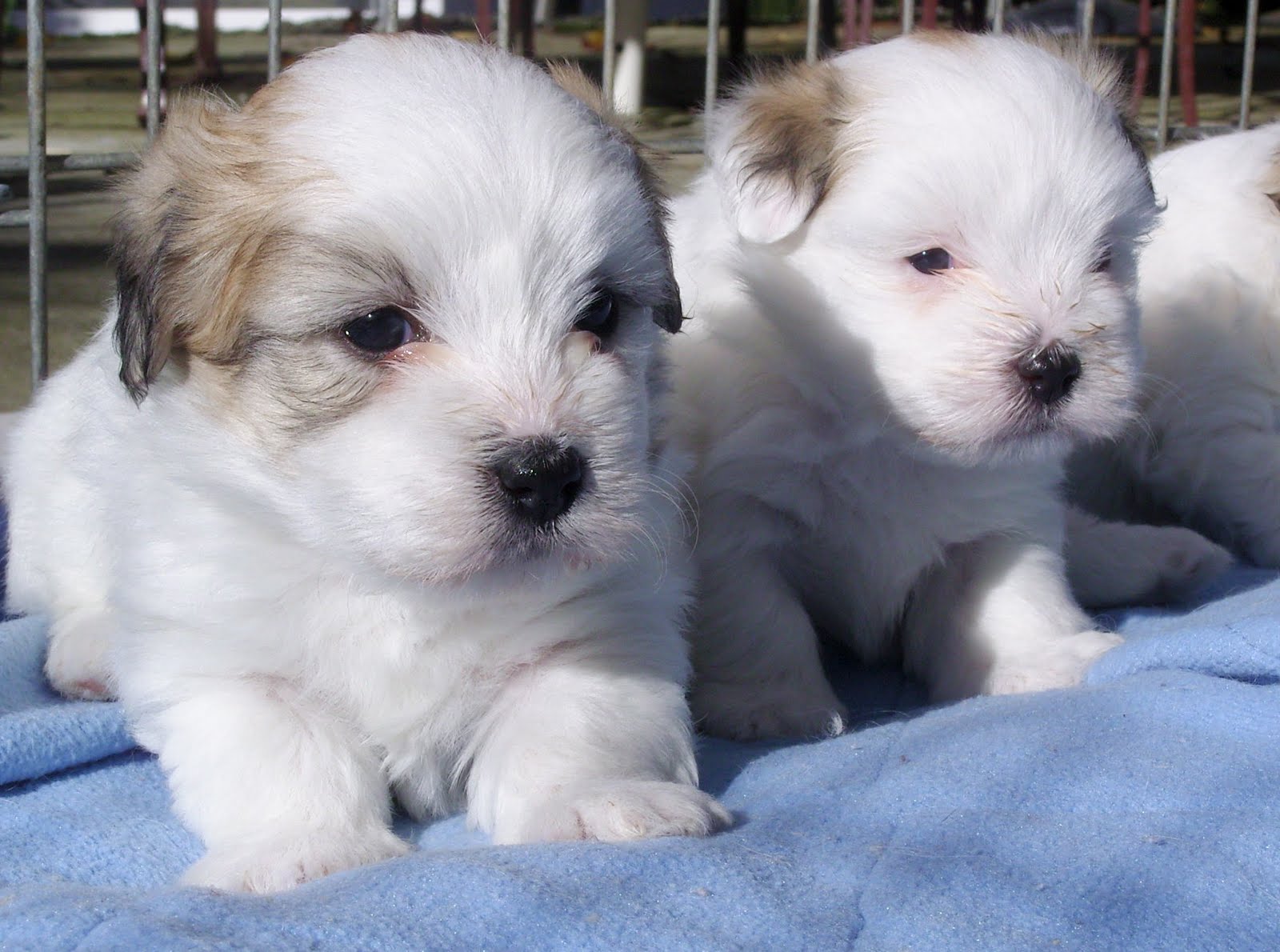 Два прекрасных щенка собаки котон-де-тулеар фото