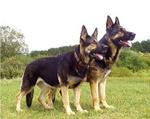 Two lovely East-European Shepherd dogs