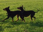 Two lovely English Toy Terrier(Black Tan) dogs