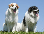 Two lovely Tornjak dogs