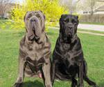 Two Neapolitan Mastiff dogs