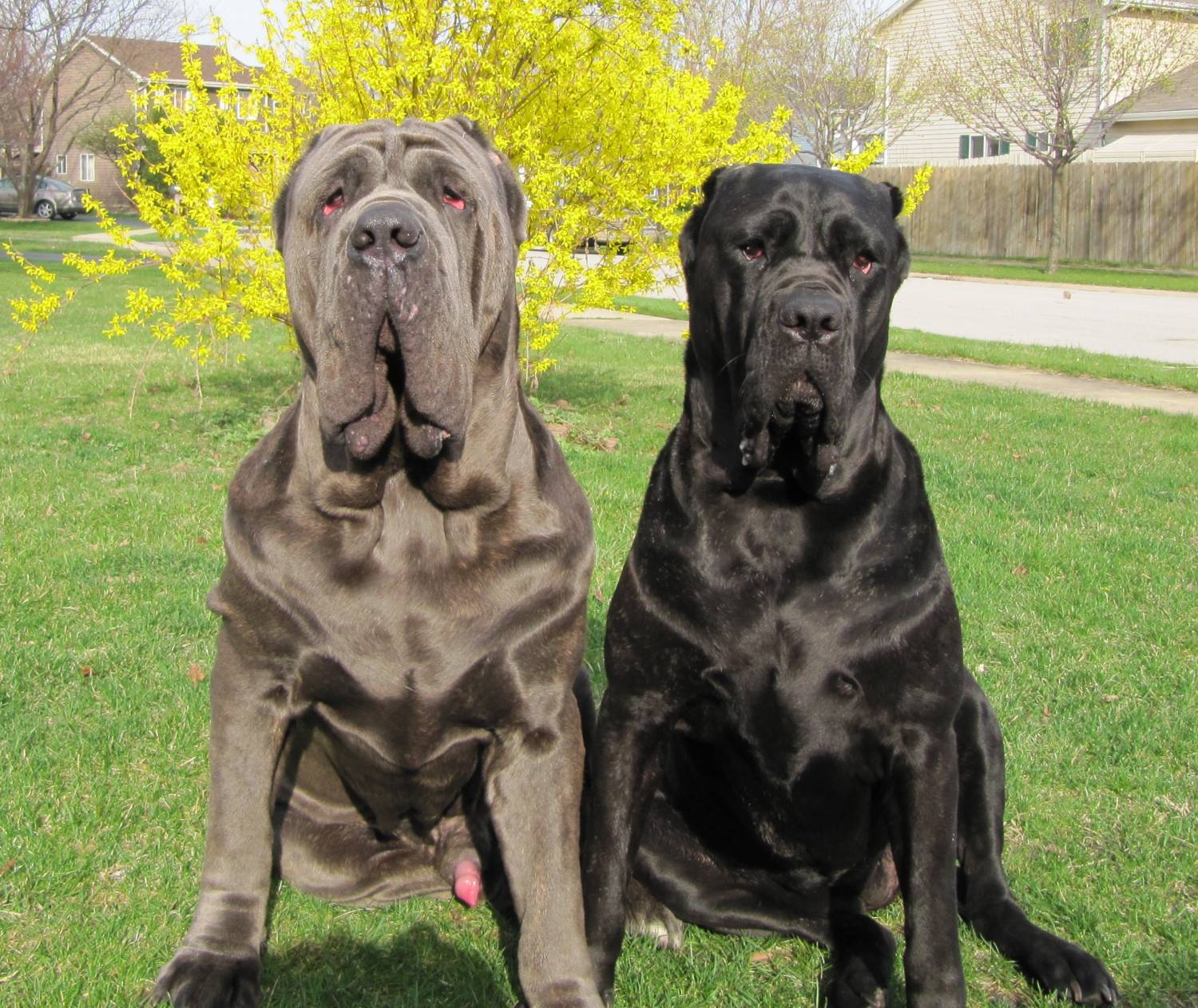 Two Neapolitan Mastiff dogs photo and wallpaper. Beautiful Two