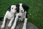 Two nice American Bulldog