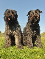 Two nice Bouvier des Flandres dogs