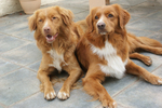 Two Nova Scotia Duck-Tolling Retriever dogs