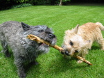 Two playing Cairn Terrier dogs