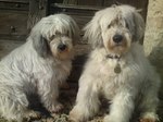 Two Polish Lowland Sheepdog dogs