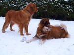 Two red Canadian Eskimo Dogs