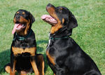 Two Rottweiler dogs