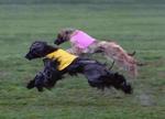 Two running Afghan Hounds