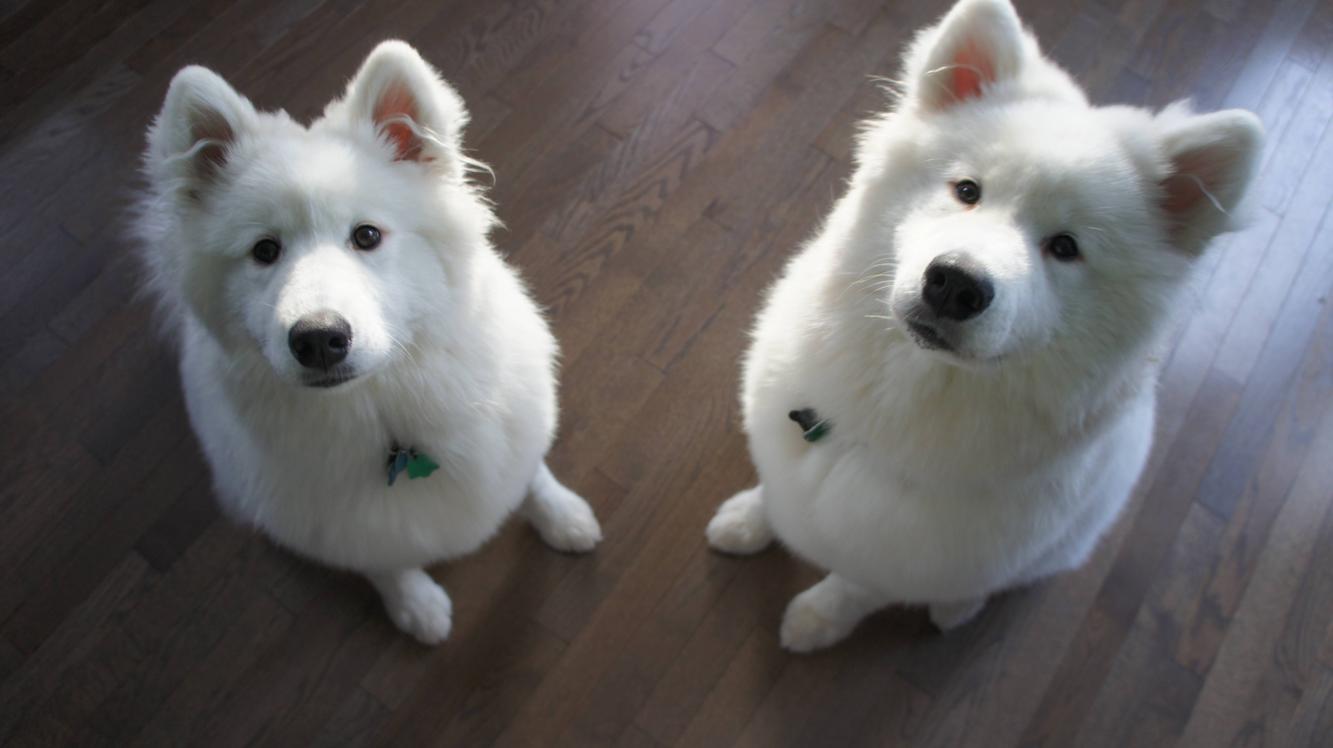 Two Samoyed dogs wallpaper