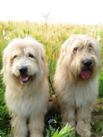 Two Sapsali dogs