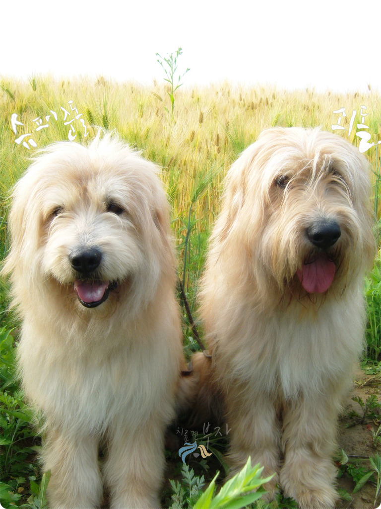 Two Sapsali dogs wallpaper