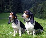 Two Schweizer Laufhund dogs