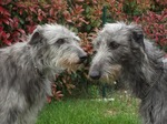Two Scottish Deerhound dogs