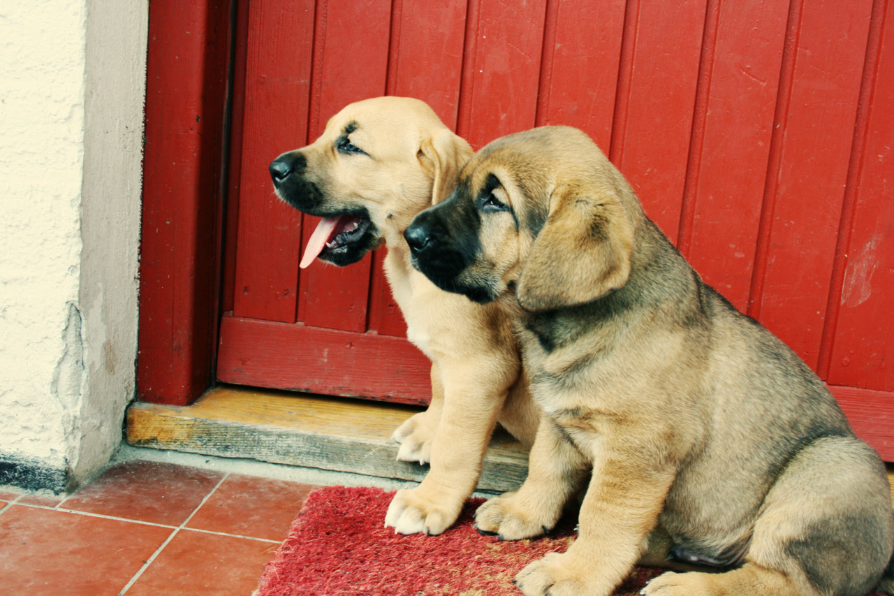 Two small Broholmer puppy wallpaper