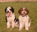 Two Spanish Water Dogs