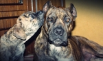 Two sweet Alano Español dogs