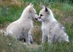 Два милых щенка гренландской собаки