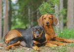 Two Tyrolean Houndin dogs