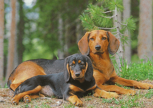 Two Tyrolean Houndin dogs wallpaper