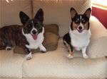 Two Welsh Corgi Cardigan dogs