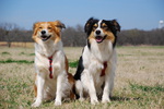 Two Welsh Sheepdogs