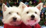 Two West Highland White Terrier dogs
