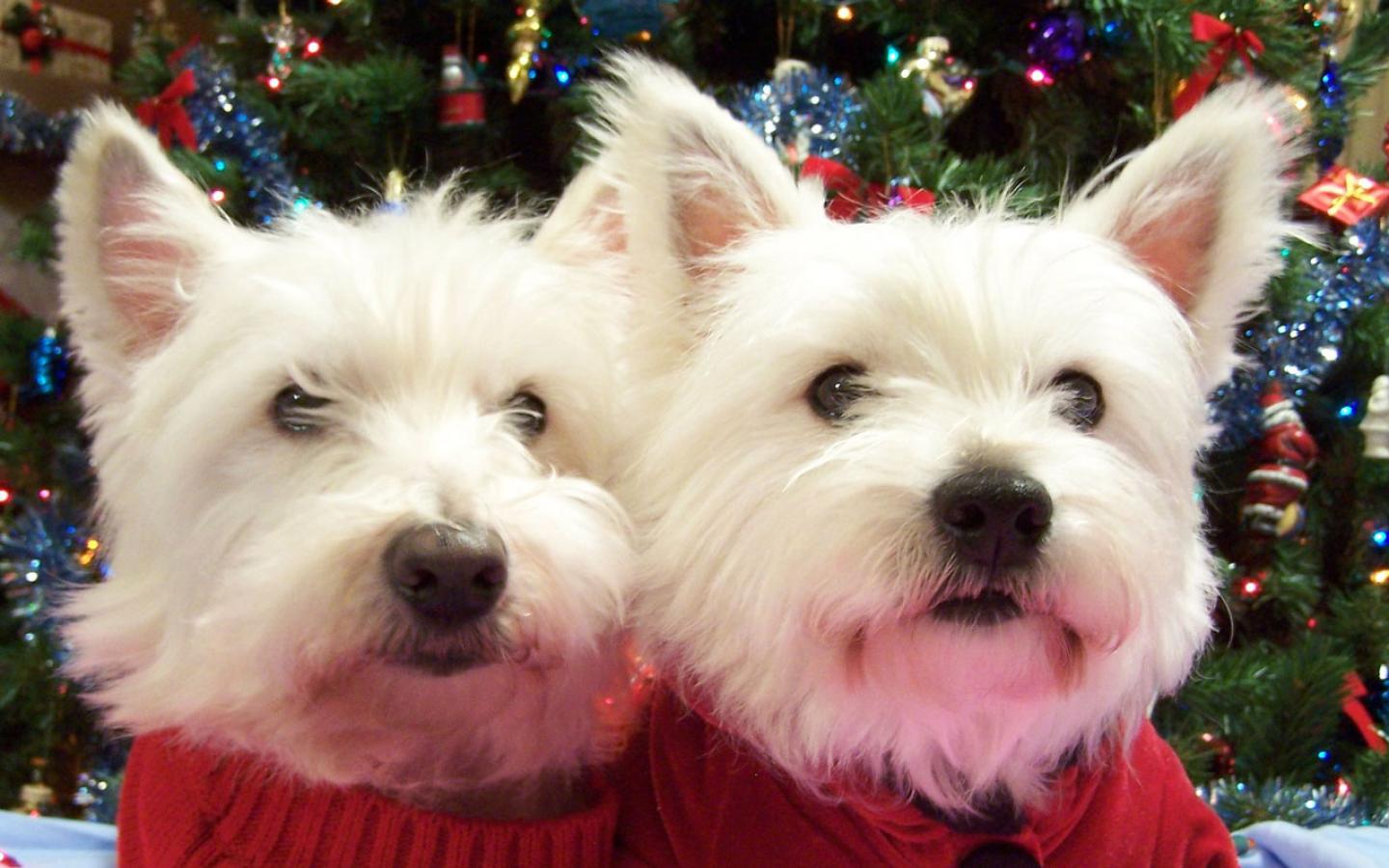 Two West Highland White Terrier dogs photo and wallpaper. Beautiful Two