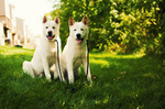 Two white Akita Inu dogs