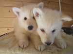 Two white Berger Blanc Suisse dogs