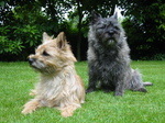 Two Cairn Terrier dogs