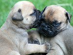 Two lovely Bullmastiff puppies