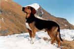 Tyrolean Houndin in the mountains