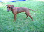 Tyrolean Hound on the grass