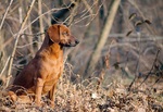 Tyrolean Houndin dog in the forest