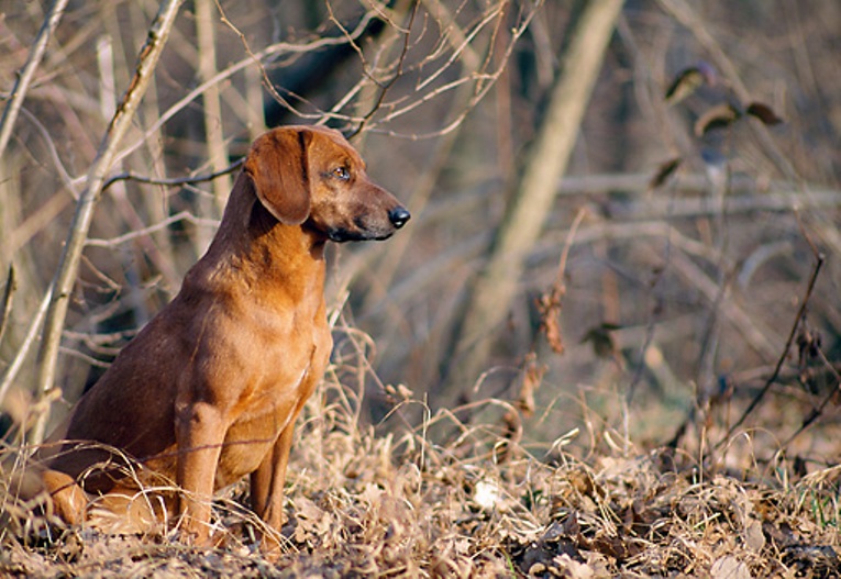 Tyrolean Houndin dog in the forest wallpaper