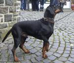 Tyrolean Houndin dog on the street