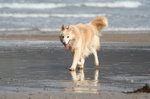 Utonagan dog on the beach